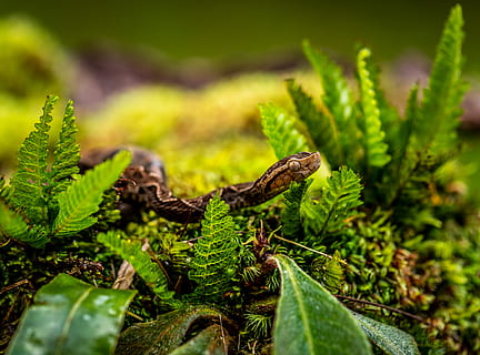 brown python, green color, plant, growth, close-up, plant part, leaf, no people, nature, beauty in nature, selective focus, day, focus on foreground, outdoors, land, field, tree, tranquility, beginnings, moss, sunlight, coniferous tree, 5K, CC0, public domain, royalty free
