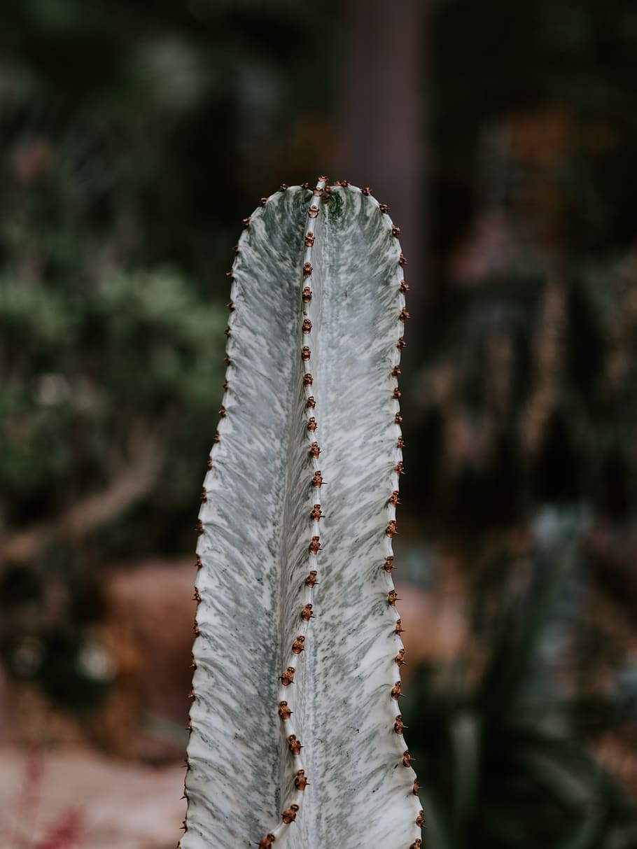 cactus verd, planta, cactus, animal, rèptil, serp, aloe, arbre, avet, abies, llauna, Llauna pot, hivernacle, clarinet, instrument musical, ventilador elèctric, espiral, serp de cascavell, pop de gel, insecte de cricket, centrar-se en primer pla, primer pla, dia, cap gent, naturalesa, a l'aire lliure, creixement, patró, agut, full, part de la planta, llum solar, bellesa a la natura, enfocament selectiu, camp, terra, Color blanc, arquitectura, 8K