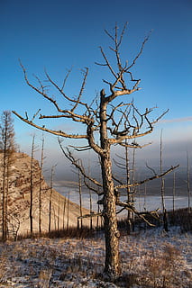 neizolat, copac, timpul zilei, plantă, trunchi de copac, în aer liber, natură, pol de utilitate, camp, pășune, teren, brad, abies, savană, sol, iarbă, mediu rural, vreme, apă, lemn, decor, movilă, cer, arbore gol, liniște, frumusețe în natură, iarnă, nici o persoana, scenă non-urbană, ramură, temperatura rece, scenice - natura, zăpadă, o scenă liniștită, zi, trompă, planta moartă, 5K, CC0, domeniu public, fără drepturi de autor