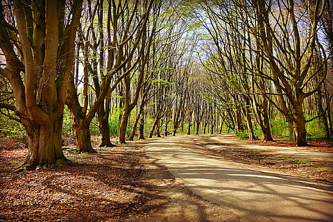 arbre, bosc, carril, fila, arbre folrat, ombra, llum solar, joc d'ombres, primavera, primer verd, boscos, parc, paisatge, atmosfera, serè, caminar, planta, el camí a seguir, direcció, terra, tranquil·litat, carretera, bellesa a la natura, creixement, naturalesa, escena tranquil·la, tronc, tronc de l'arbre, dia, cap gent, escenics - natura, escena no urbana, perspectiva decreixent, a l'aire lliure, bambú - planta, treelined, llarg, 4K, CC0, domini públic, lliure de regalies