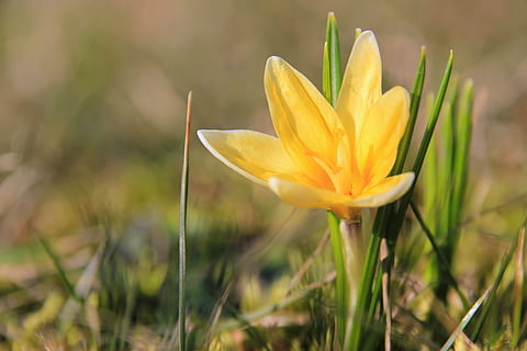 primavera, croco, prato, giallo, fiori, pianta, pianta fiorita, fragilità, fiore, vulnerabilità, freschezza, bellezza nella natura, petalo, crescita, avvicinamento, testa di fiore, infiorescenza, natura, concentrarsi sulle conoscenze acquisite, giorno, nessuno, campo, colore verde, iris, 5K, CC0, dominio pubblico, privo di copyright