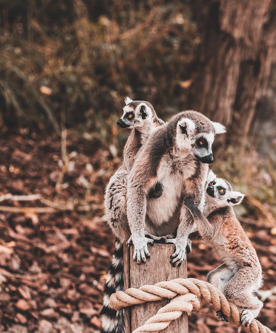 tři, lemury, lano, skupina zvířat, lemur, savec, zvířat, zvířata ve volné přírodě, dvě zvířata, nikdo, den, zaměřit se na popředí, obratlovců, Příroda, přistát, hledá, šelmy, koukal, mladé zvíře, sedící, 2K