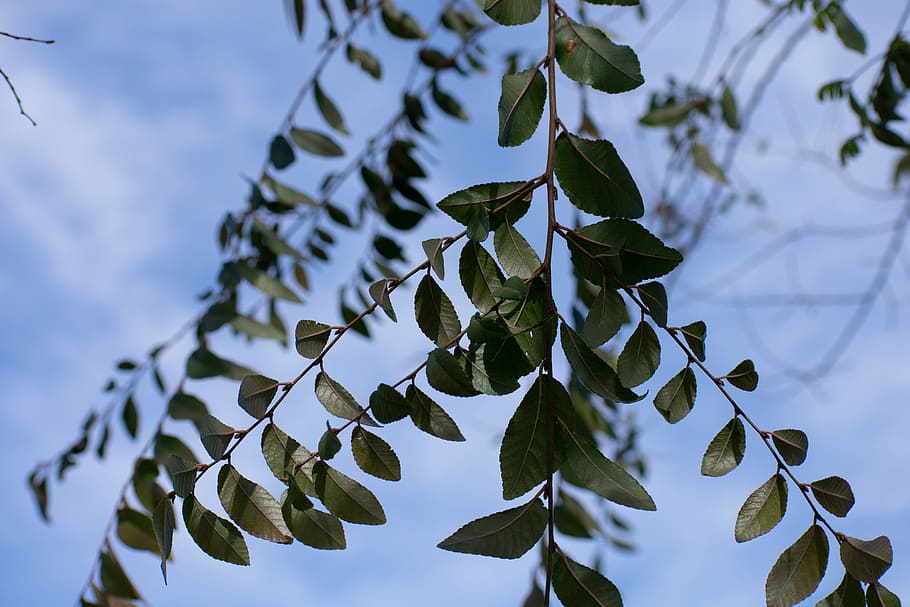 planta, full, arbre, venes, flor, barana, llum solar, fruita, cítrics, menjar, produir, codony, torre, arquitectura, edifici, campanar, fletxa, finestra, part de la planta, creixement, naturalesa, cap gent, bellesa a la natura, color verd, centrar-se en primer pla, primer pla, cel, dia, vista d’angle baix, branca, fulles, a l'aire lliure, frescor, enfocament selectiu, tranquil·litat, 5K