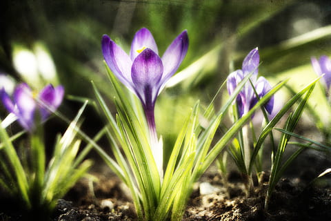 crocus, violet, green, spring, figure, krokus, blooming, nature, march, flowering, plant, flower, flowering plant, purple, freshness, growth, iris, beauty in nature, vulnerability, fragility, close-up, selective focus, no people, springtime, petal, inflorescence, flower head, outdoors, flowerbed, ornamental garden, 5K, CC0, public domain, royalty free