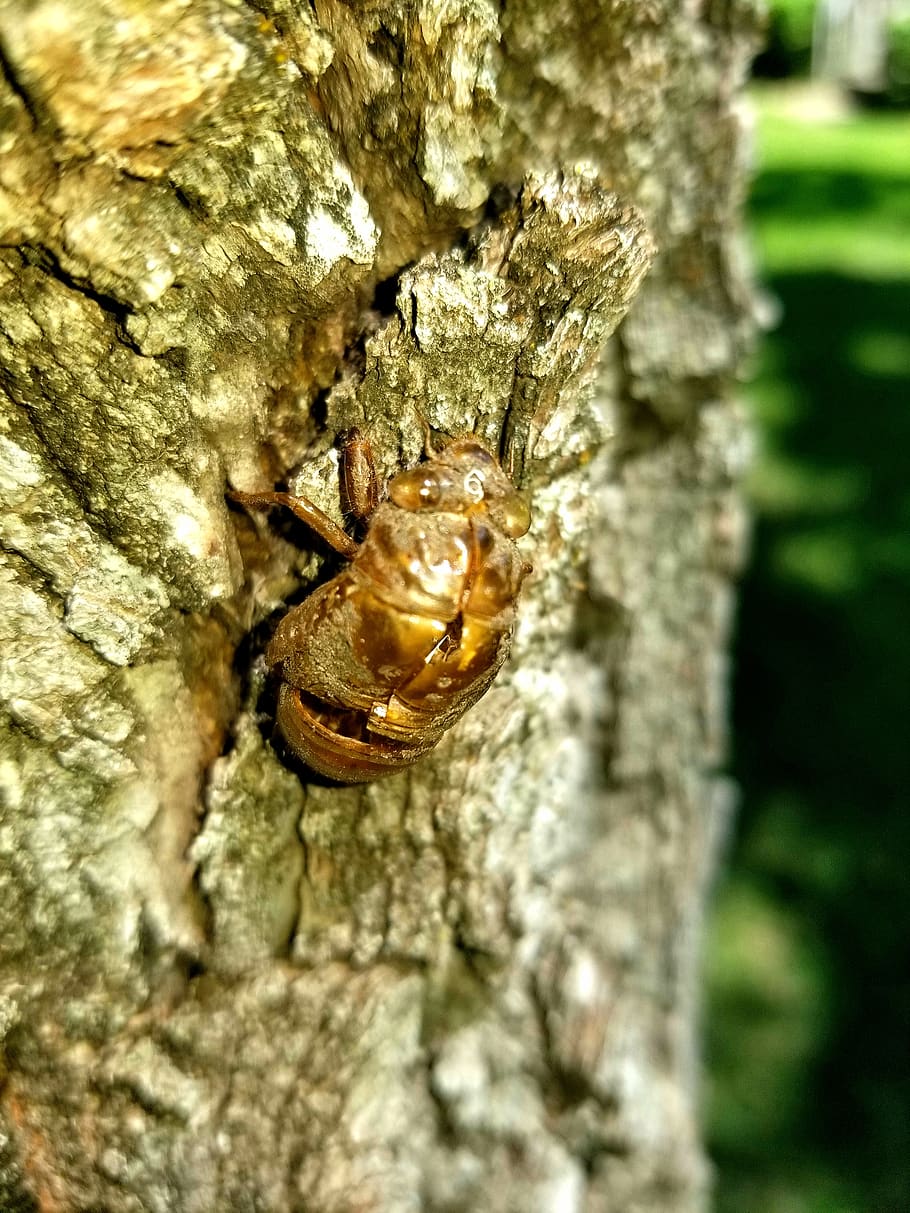 cicala, insetto, albero, estate, tronco d'albero, tronco, fauna selvatica, animale, temi animali, animali allo stato selvatico, un animale, invertebrato, avvicinamento, pianta, natura, nessuno, giorno, strutturato, corteccia vegetale, concentrarsi sulle conoscenze acquisite, all'aperto, gasteropode, 4K