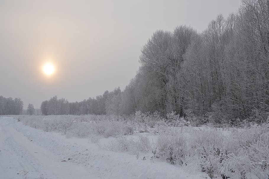 vinter, Skov, natur, træer, overskyet, sol, vej, skyer, dis, rime, Leann, sne, kold, frost, solopgang, kold temperatur, træ, plante, ro, skønhed i naturen, rolig scene, scenics - natur, jord, himmel, miljø, ingen mennesker, Mark, landskab, ikke-urbane scene, dækker, Frosset, udendørs, sner, 4K
