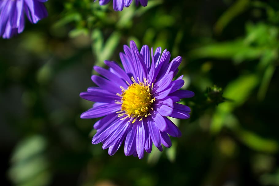Bèlgica, oudenaarde, eine, flor, planta amb flors, planta, bellesa a la natura, creixement, frescor, fragilitat, vulnerabilitat, cap de flor, pètal, primer pla, inflorescència, porpra, naturalesa, centrar-se en primer pla, pol·len, dia, cap gent, a l'aire lliure, 5K