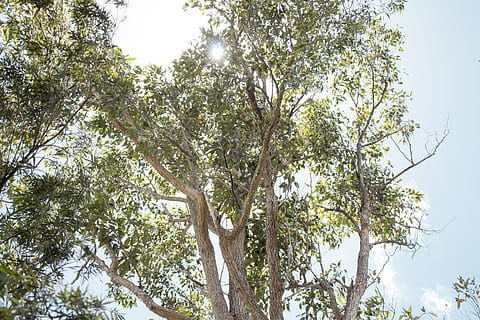 arbre, une randonnée, aventure, explorer, de plein air, bleu, vert, buisson, australien, Australie, biologique, Naturel, été, ensoleillement, Soleil, feuille, branche, la nature, plante, faible angle de vue, ciel, journée, croissance, personne, tranquillité, beauté dans la nature, couleur verte, en plein air, tronc d'arbre, lumière du soleil, tronc, paysages - nature, partie de la plante, scène tranquille, canopée, 5K, CC0, domaine public, libre de droits