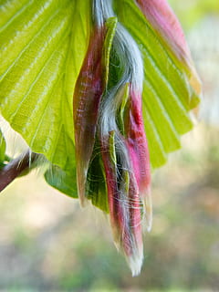 full, faig, fulla de faig, fulles, primavera, arbre, arbre caducifoli, full únic, motor, primer pla, part de la planta, planta, centrar-se en primer pla, bellesa a la natura, frescor, naturalesa, creixement, cap gent, vulnerabilitat, color verd, flor, fragilitat, planta amb flors, dia, a l'aire lliure, botànica, enfocament selectiu, color rosa, sepal, 4K, CC0, domini públic, lliure de regalies