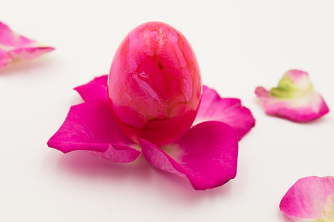egg, påskeegg, påske, påske feiring, fargerikt egg, fargerik, farge, petals, Rose blader, blomster blader, vår, rosa, bakgrunn, kart, blomst, rosa farge, anlegg, skjønnhet i naturen, studio skudd, blomstrende plante, friskhet, nærbilde, petal, natur, innendørs, Rose blomst, rose, inflorescence, skjære ut, ingen folk, blomsterhodet, hvit bakgrunn, sårbarhet, skjønnhet, luksus, mykhet, lilla, 5K, CC0, offentlig domene, opphavsrett gratis