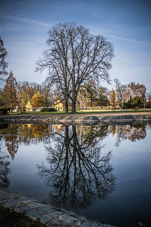 reflection, tree, old, park, water, mood, heaven, atmosphere, romantic, lake, plant, sky, tranquility, beauty in nature, nature, scenics - nature, tranquil scene, no people, bare tree, waterfront, day, idyllic, standing water, outdoors, 5K, CC0, public domain, royalty free