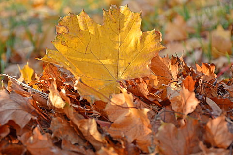 fulles, maple, fulla d'auró, fullatge de tardor, deixa el cas, color de la tardor, colors de la tardor, colorit, naturalesa, humor de tardor, tardor, part de la planta, full, canvi, sec, dia, cap gent, primer pla, vulnerabilitat, bellesa a la natura, terra, groc, caient, fragilitat, a l'aire lliure, color taronja, vena de la fulla, condició natural, col·lecció de tardor, caure, 5K, CC0, domini públic, lliure de regalies