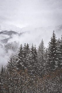 verd, arbres de fulles, envoltat, núvols, planta, arbre, avet, abies, conífera, pi, picea, naturalesa, a l'aire lliure, pol·len, boira, muntanya, temps, Serra, làrix, anís, transport, avions, vehicle, temperatura de fred, bellesa a la natura, escena tranquil·la, tranquil·litat, hivern, escenics - natura, cel, neu, cap gent, creixement, escena no urbana, dia, bosc, medi ambient, arbre de coníferes, 5K, CC0, domini públic, lliure de regalies