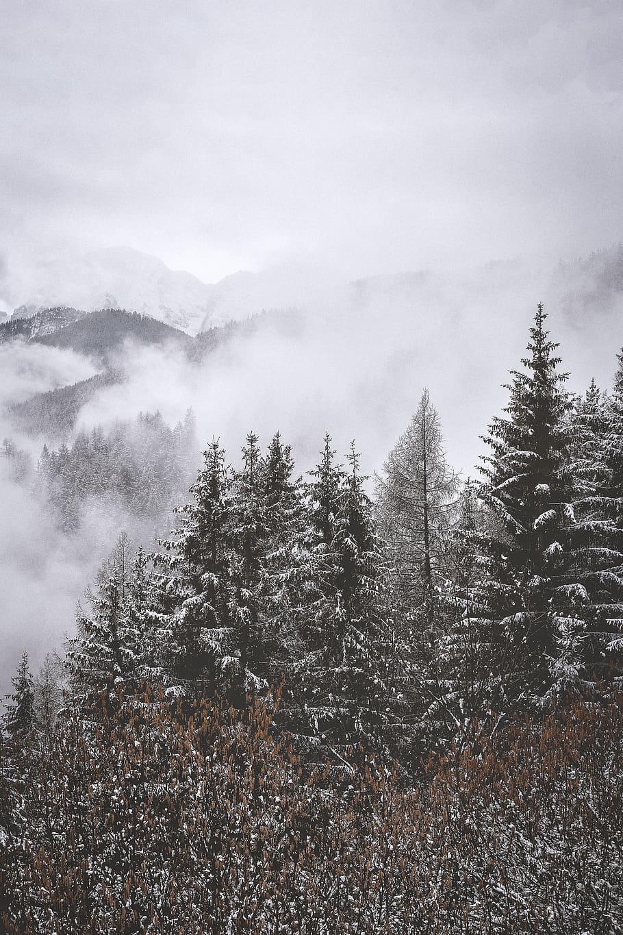 verd, arbres de fulles, envoltat, núvols, planta, arbre, avet, abies, conífera, pi, picea, naturalesa, a l'aire lliure, pol·len, boira, muntanya, temps, Serra, làrix, anís, transport, avions, vehicle, temperatura de fred, bellesa a la natura, escena tranquil·la, tranquil·litat, hivern, escenics - natura, cel, neu, cap gent, creixement, escena no urbana, dia, bosc, medi ambient, arbre de coníferes, 5K