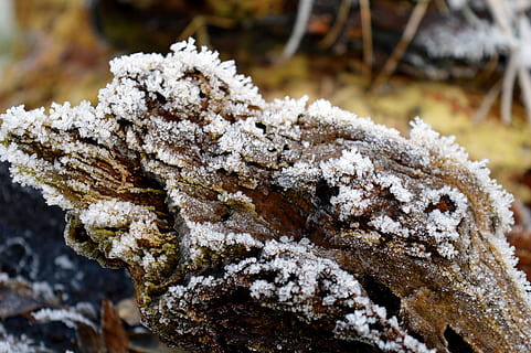 Logg, trerot, vinter, eiskristalle, snø, frost, kaldtemperatur, nærbilde, fokusere på forgrunnen, natur, ingen folk, frossen, dag, anlegg, skjønnhet i naturen, dekker, utendørs, hvit farge, is, felt, høy vinkel visning, selektiv fokusering, lichen, 5K, CC0, offentlig domene, opphavsrett gratis