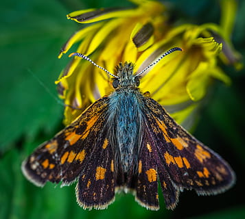 insectă, macro, fluture, comandant de vas, lepidoptere, floare, nevertebrat, un animal, animale tematice, animale sălbatice, animale în sălbăticie, animal, animal aripă, frumusețe în natură, fluture - insectă, a închide, nici o persoana, planta cu flori, natură, plantă, antena animală, zi, partea corpului animalului, molie, în aer liber, polenizare, cap de floare, 5K, CC0, domeniu public, fără drepturi de autor
