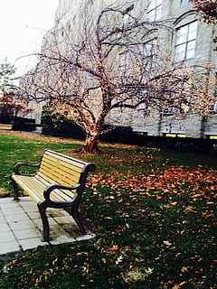 panchina, albero, giardino, autunno, foglia, parco, stagione, legna, posto a sedere, natura, paesaggio, colore, fiore, nessuno, vicolo, all'aperto, panchina del parco, flora, ramo, prato, pianta, vuoto, struttura costruita, parco - spazio creato dall'uomo, architettura, bellezza nella natura, pianta fiorita, assenza, crescita, giorno, esterno dell'edificio, modificare, primavera, fiore di ciliegio, ciliegio, 2K