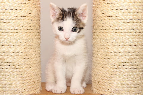 chat, petit, chaton, animal de compagnie, mignonne, Jeune, charmant, visage, bébé, sucré, femelle, blanc, mammifère, animaux domestiques, national, animal, thèmes animaux, un animal, chat domestique, félin, portrait, vertébré, regarder la caméra, personne, à l'intérieur, osier, couleur blanche, fermer, panier, relaxation, moustache, 5K, CC0, domaine public, libre de droits