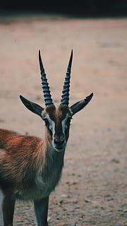 cerf brun, animal, antilope, faune, gazelle, mammifère, Pays-Bas, amsterdam, artis, oreille, klaxon, bokeh, la nature, sauvage, de plein air, mignonne, un animal, thèmes animaux, la faune des animaux, animaux à l'état sauvage, terre, vertébré, champ, se concentrer sur le premier plan, personne, journée, cornu, cerf, animaux domestiques, portrait, regarder la caméra, permanent, herbivore, en plein air, 4K, CC0, domaine public, libre de droits