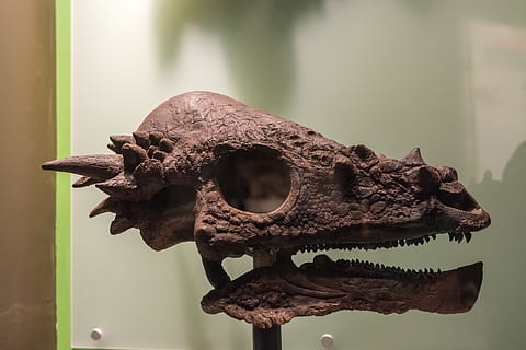 Dinosaurier, Tiere, ausgestorben, Fokus auf den Vordergrund, Tier, keine Leute, Tierthemen, Tierdarstellung, Tierkörperteil, Knochen, Nahansicht, Tierischen Schädel, Tag, Darstellung, Säugetier, ein Tier, Tierkopf, drinnen, Tierknochen, Tierwelt, Kreativität, 5K, CC0, gemeinfrei, lizenzfrei