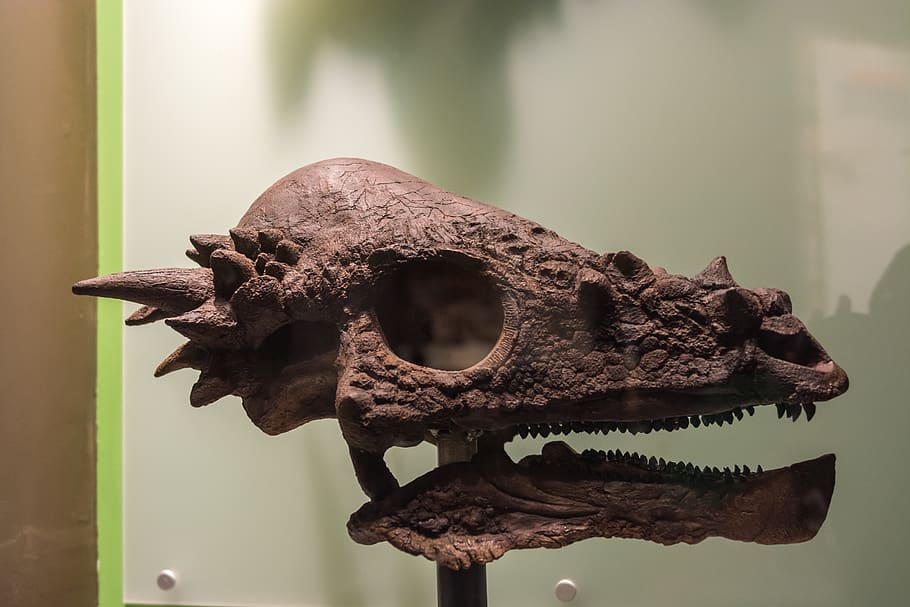 Dinosaurier, Tiere, ausgestorben, Fokus auf den Vordergrund, Tier, keine Leute, Tierthemen, Tierdarstellung, Tierkörperteil, Knochen, Nahansicht, Tierischen Schädel, Tag, Darstellung, Säugetier, ein Tier, Tierkopf, drinnen, Tierknochen, Tierwelt, Kreativität, 5K