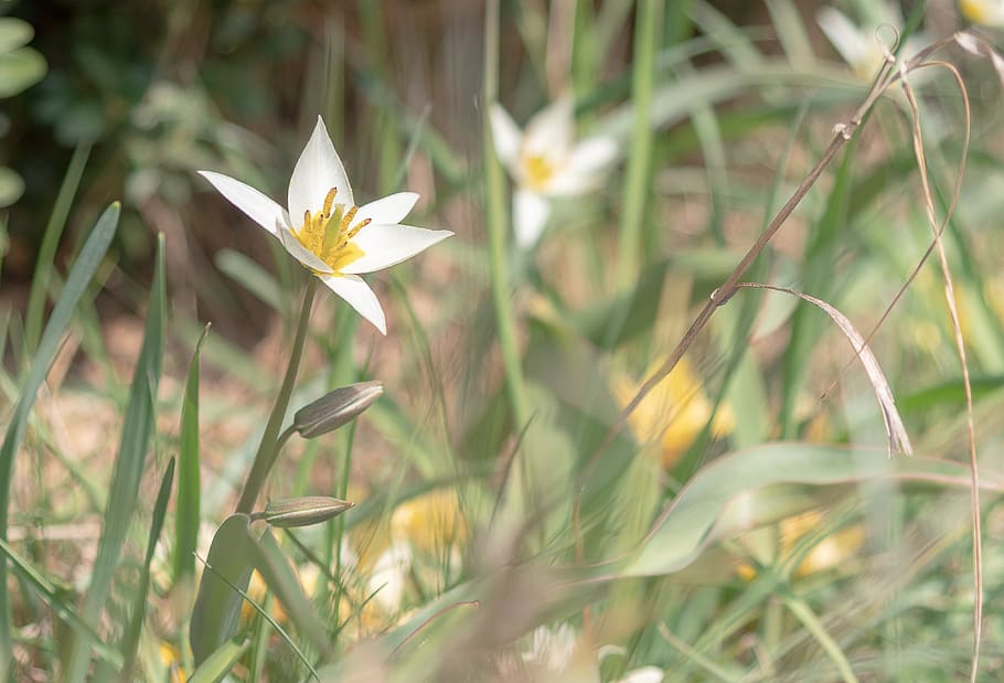 Frühling, Sonne, Licht, Grün, Gras, Sonnenschein, sonnig, blühen, Garten, Tulpe, wilde Tulpe, Minitulpe, romantisch, Weiß, turkestanische Tulpe, Blätter, zärtlich, elegant, klein, Blume, blühende Pflanze, Pflanze, Frische, Zerbrechlichkeit, Schönheit in der Natur, Verletzlichkeit, Wachstum, Blütenblatt, Nahansicht, Natur, Feld, keine Leute, Blütenstand, selektiver Fokus, Tag, Blütenkopf, Land, Gelb, draußen, Iris, Krokus, Grashalm, 4K