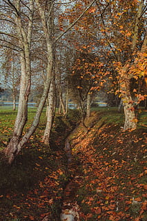 arbre amb fulles de color taronja, arbre, planta, full, tronc de l'arbre, maple, naturalesa, caure, portugal, descarregar, bosc, riu, fons de pantalla, pintura, art, sòl, arrel, fulla d'auró, bedoll, paisatge, a l'aire lliure, tardor, canvi, terra, tranquil·litat, bellesa a la natura, cap gent, escena tranquil·la, dia, creixement, escenics - natura, part de la planta, escena no urbana, aigua, col·lecció de tardor, treelined, 5K, CC0, domini públic, lliure de regalies