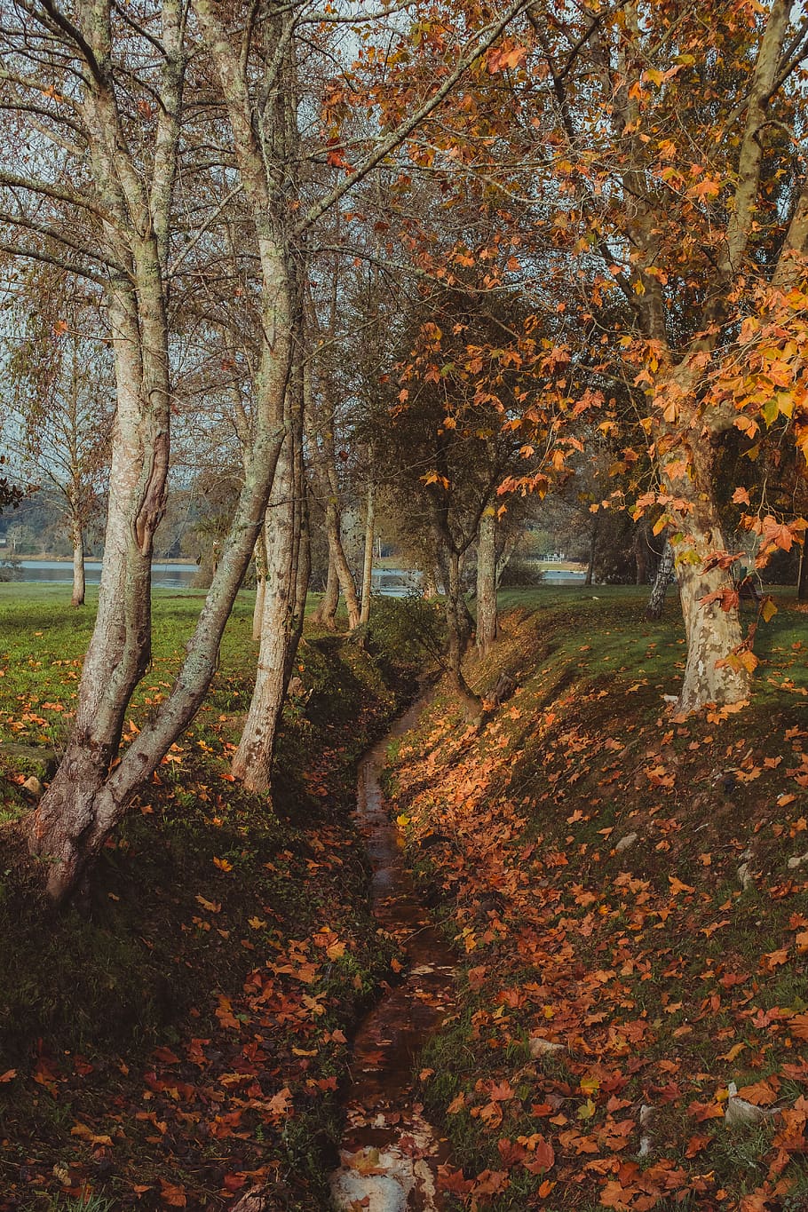 arbre amb fulles de color taronja, arbre, planta, full, tronc de l'arbre, maple, naturalesa, caure, portugal, descarregar, bosc, riu, fons de pantalla, pintura, art, sòl, arrel, fulla d'auró, bedoll, paisatge, a l'aire lliure, tardor, canvi, terra, tranquil·litat, bellesa a la natura, cap gent, escena tranquil·la, dia, creixement, escenics - natura, part de la planta, escena no urbana, aigua, col·lecció de tardor, treelined, 5K