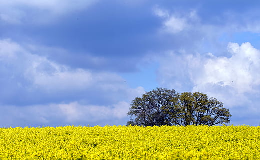 grønt plantefelt, blå, lys, skyer, Overskyet himmel, dyrket mark, dagslys, miljø, gård, felt, landskap, natur, fredelig, planter, scenisk, himmel, tre, anlegg, gul, sky - himmel, skjønnhet i naturen, raps, land, landlige scene, blomst, avling, jordbruk, blomstrende plante, naturskjønnhet - natur, ro, rolig scene, ingen folk, våren, utendørs, 5K, CC0, offentlig domene, opphavsrett gratis