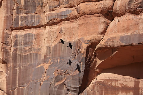 midt flyvning, krone, krage, skygge, skygger, rød rock, Redrock, flyvningen, fugle, fugl, rock formation, rock-objekt, klippe, solid, geologi, fysisk geografi, dag, natur, ingen mennesker, udendørs, eroderet, klint, rejsemål, canyon, mønster, rejse, skønhed i naturen, ikke-urbane scene, ro, tekstureret, sandsten, 8K, CC0, offentligt domæne, royaltyfrie