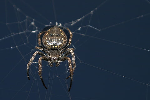 spider, web, cobweb, close up, cobwebs, araneus, animal world, one animal, animal themes, arachnid, arthropod, animal, animal wildlife, spider web, animals in the wild, invertebrate, insect, close-up, studio shot, no people, animal body part, fragility, zoology, indoors, focus on foreground, black background, luxury, 2K, CC0, public domain, royalty free