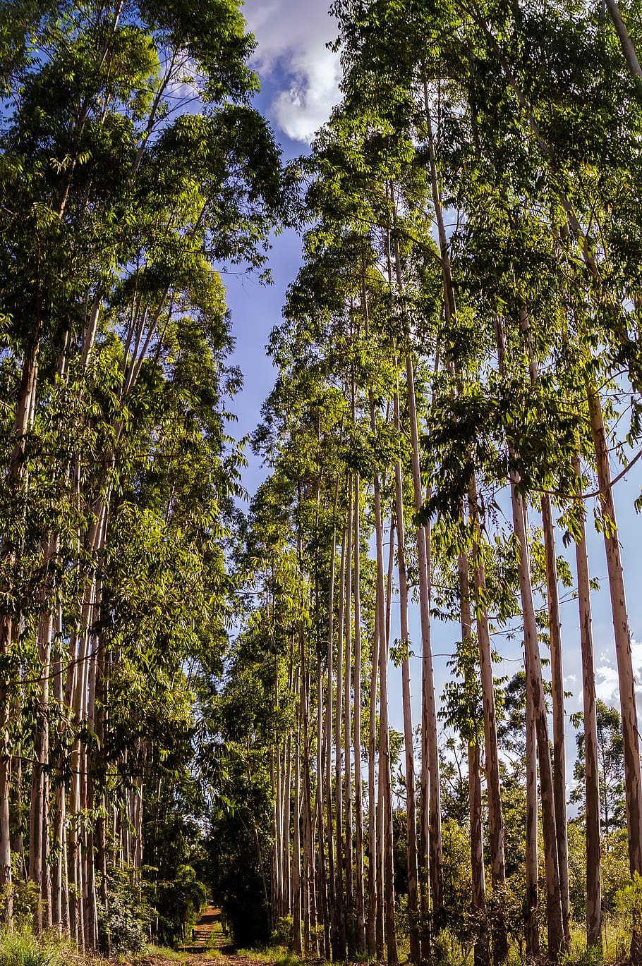 arbres, Camí, carretera, granja, arvores, caminho, estrada, fazenda, arbre, planta, creixement, bosc, bellesa a la natura, terra, tranquil·litat, vista d’angle baix, escena tranquil·la, cap gent, cel, dia, alta - alta, naturalesa, tronc de l'arbre, tronc, escenics - natura, escena no urbana, color verd, a l'aire lliure, bambú - planta, 2K