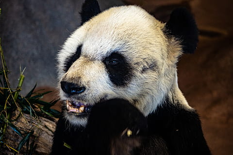 gülümseyen panda, hayvan yaban hayatı, bir hayvan, vahşi hayvanlar, memeli, kapatmak, ayı, hayvan vücut kısmı, omurgalı, ön plana odaklanmak, panda - hayvan, insansız, dev panda, hayvanat bahçesi, nesli tükenmekte olan türler, doğa, ağzı açık, bambu - bitki, otçul, 2K, CC0, kamu malı, telif ücretsiz