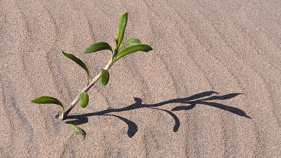 skygge, struktur, sand mønster, overleve, plante, natur, vækst, plante del, blad, grøn farve, sollys, ingen mennesker, dag, skønhed i naturen, tæt på, udendørs, høj vinkel visning, skrøbelighed, friskhed, sårbarhed, plantestamme, blomst, jord, 2K, CC0, offentligt domæne, royaltyfrie