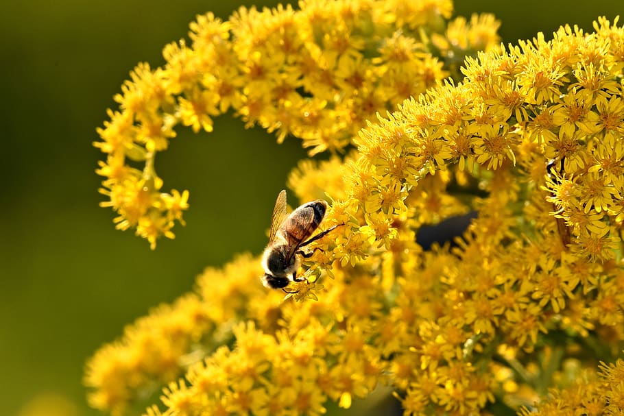 abella, insecte, nèctar, alimentació, pol·len, polinització, canya d'or daurada, flor, planta, herbàcia, perenne, ornamentals, invasiu, un animal, temes d'animals, animal, planta amb flors, animals a la natura, fauna animal, fragilitat, groc, invertebrat, vulnerabilitat, frescor, bellesa a la natura, pètal, creixement, cap de flor, primer pla, cap gent, Abellot, a l'aire lliure, 2K