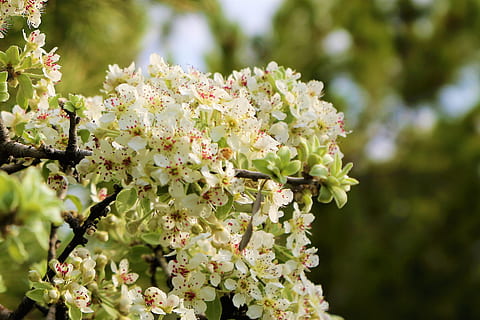 blomst, tre, gren, vår, natur, blomstringen, hvit, anlegg, knopp, farge, Ahlat, frukt, blomstrende plante, vekst, sårbarhet, skjørhet, skjønnhet i naturen, nærbilde, friskhet, fokusere på forgrunnen, dag, ingen folk, blomstre, utendørs, plante del, blad, petal, blomsterhodet, våren, en haug med blomster, 2K, CC0, offentlig domene, opphavsrett gratis