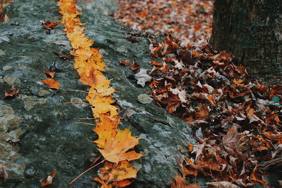 maple leaved, pis, flora, full, planta, fulla d'auró, esports, esport, aigua, nedar, animal, ocell, robin, activitats de lleure, flama, foc, campament, foguera, arbre, bedoll, rock, tardor, canvi, part de la planta, naturalesa, dia, cap gent, sec, fulles, color taronja, primer pla, caient, a l'aire lliure, bellesa a la natura, tronc de l'arbre, tronc, terra, condició natural, arbre d'auró, caure, col·lecció de tardor, escorça, liquen, 4K