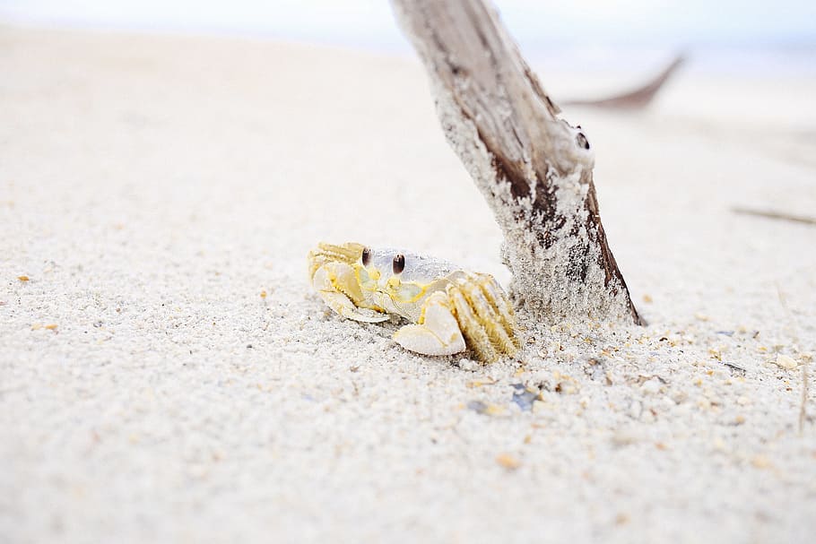 animals, crustacis, crancs, petxines, adorable, bonic, sorra, branca, groc, blanc, beix, animal, temes d'animals, fauna animal, un animal, animals a la natura, terra, platja, naturalesa, primer pla, dia, cap gent, cranc, enfocament selectiu, mar, a l'aire lliure, aigua, part del cos dels animals, crustaci, nivell superficial, marí, 2K