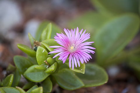 flor rosa suculenta, minúsculo, flor, rosado, pequeña, micro, saturado, suculento, unirse, estambre, centrar, líneas, los amantes, maravilloso, calentar, pétalo, planta floreciendo, planta, belleza en la naturaleza, frescura, crecimiento, de cerca, parte de la planta, hoja, púrpura, naturaleza, inflorescencia, fragilidad, cabeza de flor, vulnerabilidad, nadie, color rosa, centrarse en primer plano, al aire libre, polen, hierba, trébol, cama de flores, 4K, CC0, dominio público, libre de derechos