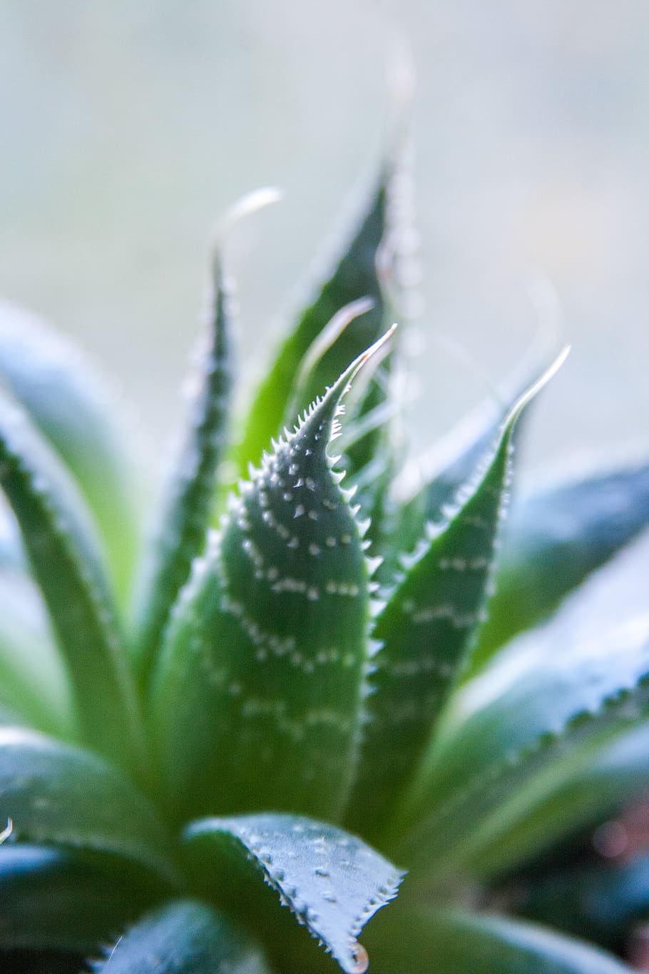 planta, aloe, verd, full, vegetació, cactus, mala herba, inflable, holandès, arbust, teix, arbre, conífera, invertebrat, animal, insecte, insecte de cricket, primers auxilis, mosquit, selva tropical, creixement, part de la planta, bellesa a la natura, primer pla, naturalesa, color verd, cap gent, enfocament selectiu, dia, frescor, a l'aire lliure, planta suculenta, planta d’aloe vera, medicina, centrar-se en primer pla, tranquil·litat, botànica, 4K