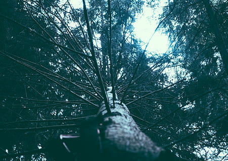 albero, rami, verticale, verso l'alto, Pino, boschi, al di fuori, campagna, foresta, pianta, nessuno, natura, Inquadratura dal basso, giorno, crescita, ramo, terra, la tranquillità, tronco d'albero, tronco, all'aperto, albero nudo, cielo, bellezza nella natura, messa a fuoco selettiva, acqua, concentrarsi sullo sfondo, 2K, CC0, dominio pubblico, privo di copyright