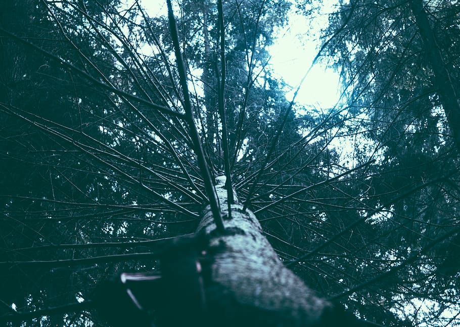 arbre, branques, vertical, cap amunt, pi, boscos, fora, camp, bosc, planta, cap gent, naturalesa, vista d’angle baix, dia, creixement, branca, terra, tranquil·litat, tronc de l'arbre, tronc, a l'aire lliure, arbre nu, cel, bellesa a la natura, enfocament selectiu, aigua, centrar-se en fons, 2K