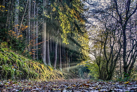 sol, raigs, posta de sol, bosc, camí forestal, tardor, fulles, fullatge de tardor, sembla, humor, paisatge, raig de sol, naturalesa, cel, llum solar, retroiluminació, arbres, lluny, cel de la nit, hdr, rang dinàmic alt, contrast, arbre, planta, terra, creixement, bellesa a la natura, tranquil·litat, escenics - natura, cap gent, dia, escena tranquil·la, part de la planta, canvi, escena no urbana, tronc de l'arbre, aigua, full, a l'aire lliure, aigua que flueix, que flueix, 5K, CC0, domini públic, lliure de regalies
