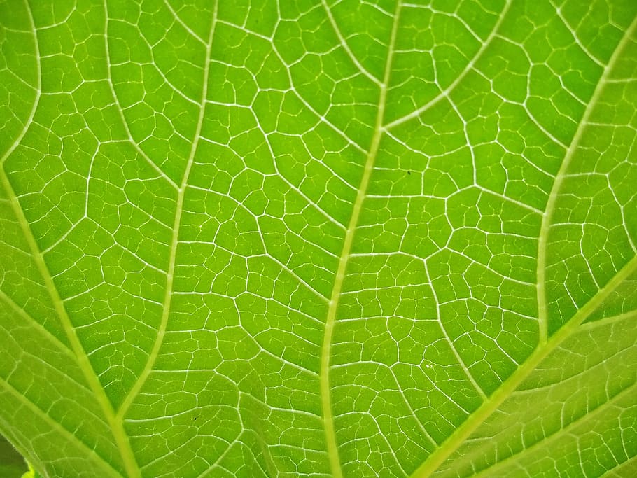 herba, full, flor, color verd, part de la planta, primer pla, marc complet, vena de la fulla, naturalesa, planta, fons, bellesa a la natura, cap gent, macro, patró, patró natural, dia, primer pla extrem, textura, frescor, a l'aire lliure, creixement, lluminós, 4K