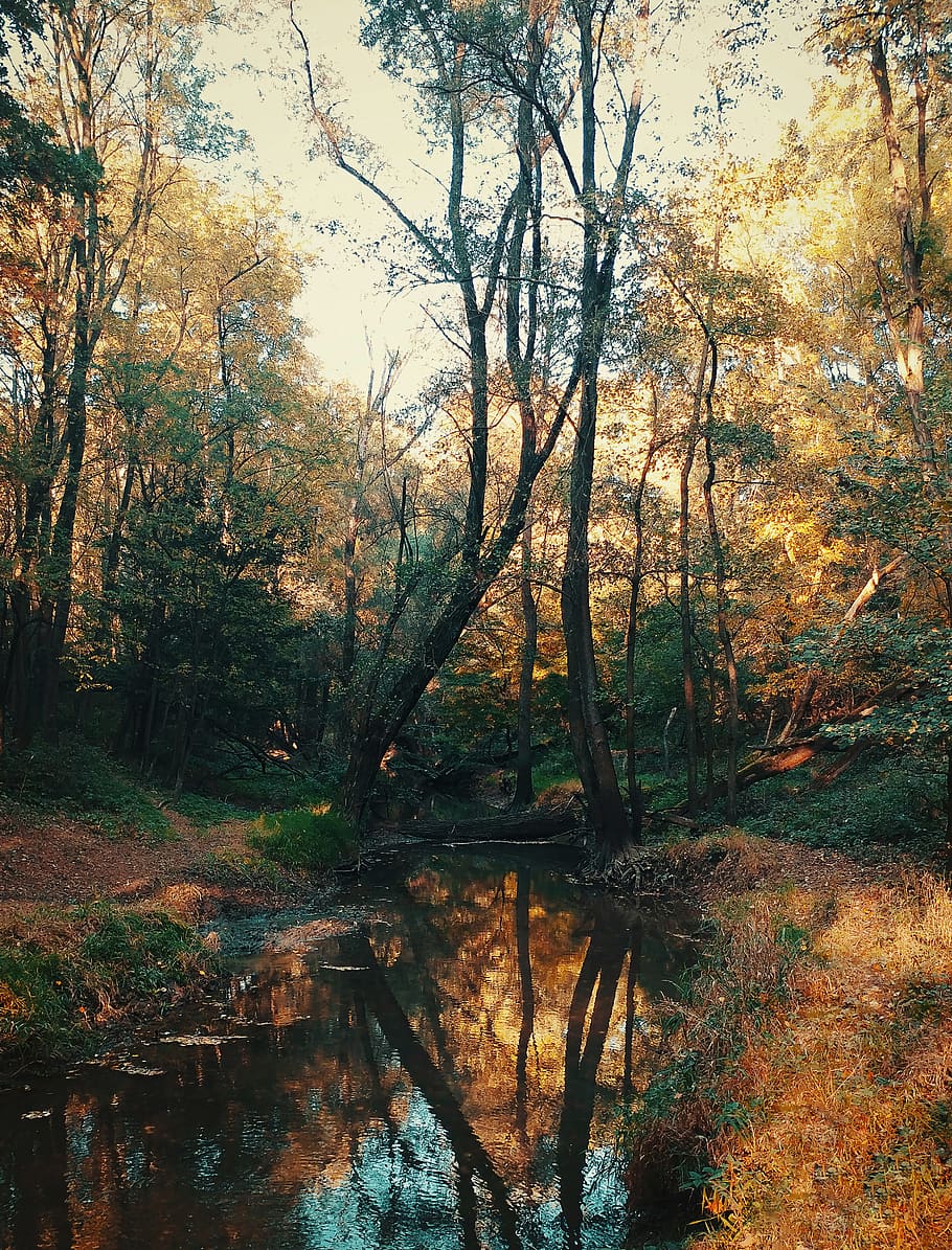 Vengrija, vas apskritis, medis, augalų, vanduo, miškas, ramybė, grožis gamtoje, žemės, ruduo, ramioje scenoje, pobūdį, nėra žmonių, vaizdai - gamta, augimą, ežeras, atspindys, dieną, ne miesto scenoje, pakeisti, lauke, pelkė, rudenį, 4K