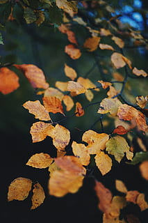 arbre groc, venes, full, planta, arbre, tardor, arbres, caure, fulles, obert, , bosc, hivern, humit, fred, fulla d'auró, sòl, iris, flor, part de la planta, canvi, naturalesa, primer pla, creixement, dia, cap gent, bellesa a la natura, enfocament selectiu, sec, a l'aire lliure, fons, marc complet, centrar-se en primer pla, tranquil·litat, condició natural, 5K, CC0, domini públic, lliure de regalies