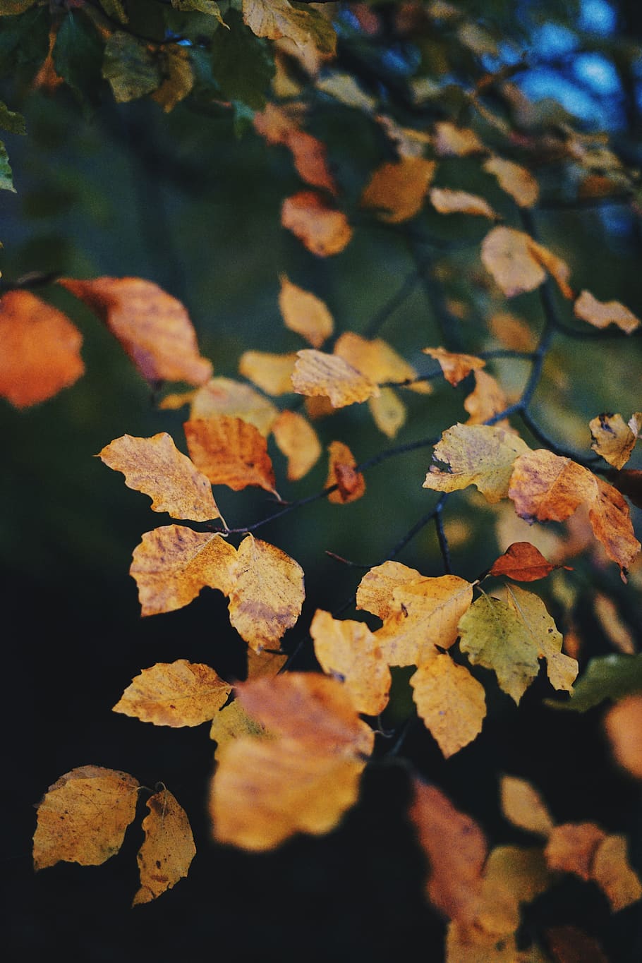 arbre groc, venes, full, planta, arbre, tardor, arbres, caure, fulles, obert, , bosc, hivern, humit, fred, fulla d'auró, sòl, iris, flor, part de la planta, canvi, naturalesa, primer pla, creixement, dia, cap gent, bellesa a la natura, enfocament selectiu, sec, a l'aire lliure, fons, marc complet, centrar-se en primer pla, tranquil·litat, condició natural, 5K