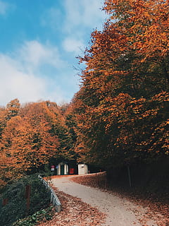 Bursa, spadek, las, jesień, drzewo, zmiana, roślina, wzrost, kolor pomarańczowy, Natura, niebo, żadnych ludzi, architektura, piękno natury, dzień, kierunek, zbudowana struktura, droga naprzód, spokój, chmura - niebo, liść, na dworze, spokojna scena, jesienna kolekcja, 4K, CC0, domena publiczna, darmowe zdjęcia