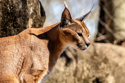 gat recobert de color marró, zoològic de Memphis, animal, vida salvatge, mamífer, puma, Memphis, tn, EUA, gat, zoo, gos, mascota, caní, caracal, gat gran, gat exòtic, felí exòtic, Memphis, felí, lleó, linx, temes d'animals, un animal, fauna animal, animals a la natura, vertebrats, mirant cap a fora, centrar-se en primer pla, mirant, cap gent, part del cos dels animals, naturalesa, dia, primer pla, a l'aire lliure, vista lateral, animals domèstics, cap d’animals, de peu, vista del perfil, boca d’animals, musell, 2K, CC0, domini públic, lliure de regalies