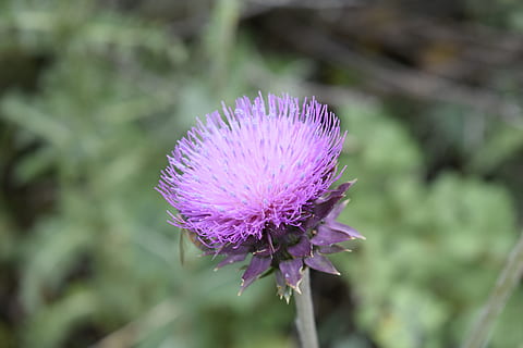 Exappiah, Blume, blühende Pflanze, Pflanze, Zerbrechlichkeit, Frische, Verletzlichkeit, Wachstum, lila, Nahansicht, Schönheit in der Natur, Blütenstand, Blütenkopf, Distel, Fokus auf den Vordergrund, Blütenblatt, Tag, Natur, keine Leute, pinke Farbe, draußen, 5K, CC0, gemeinfrei, lizenzfrei